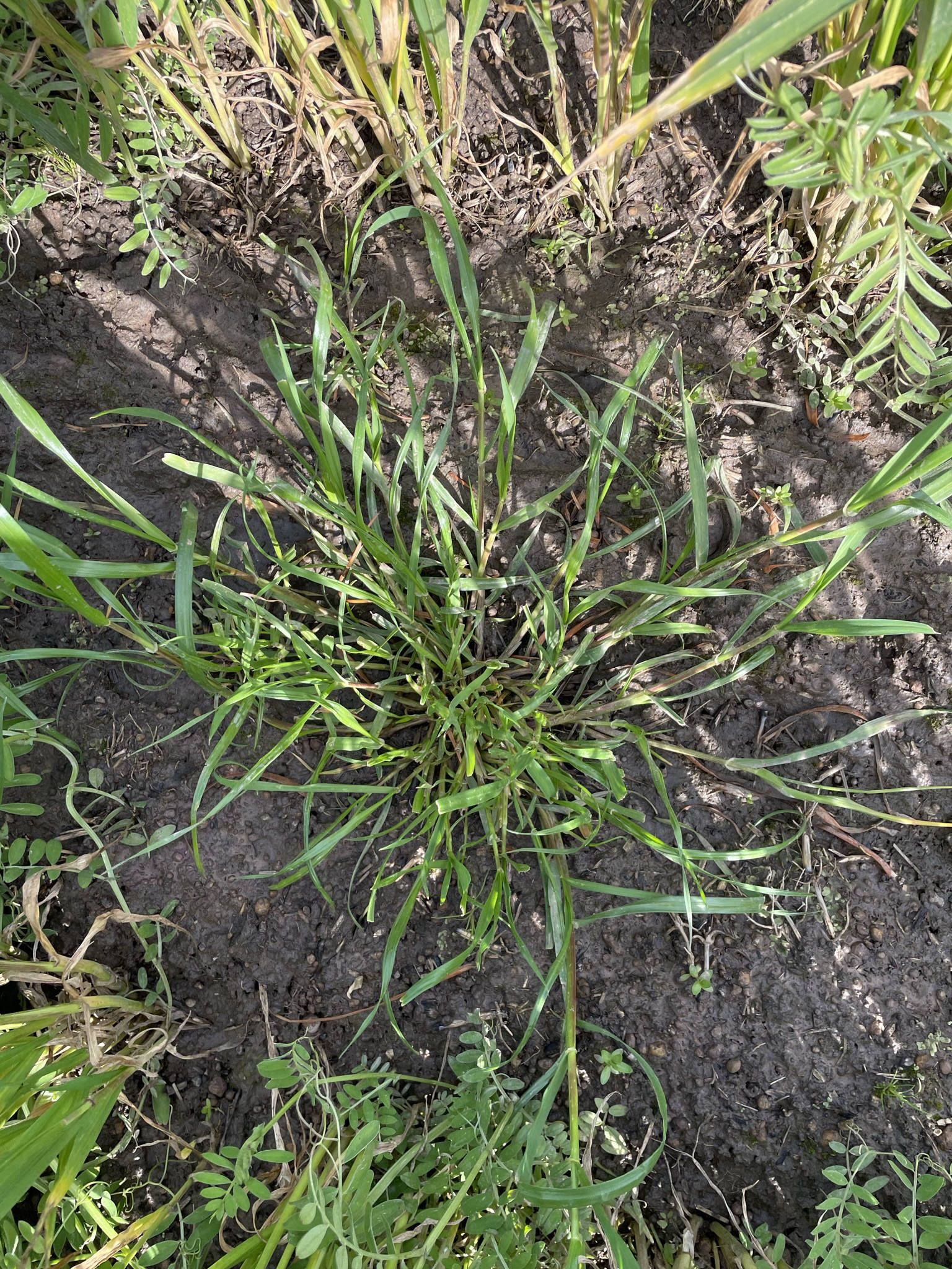 Annual ryegrass.
