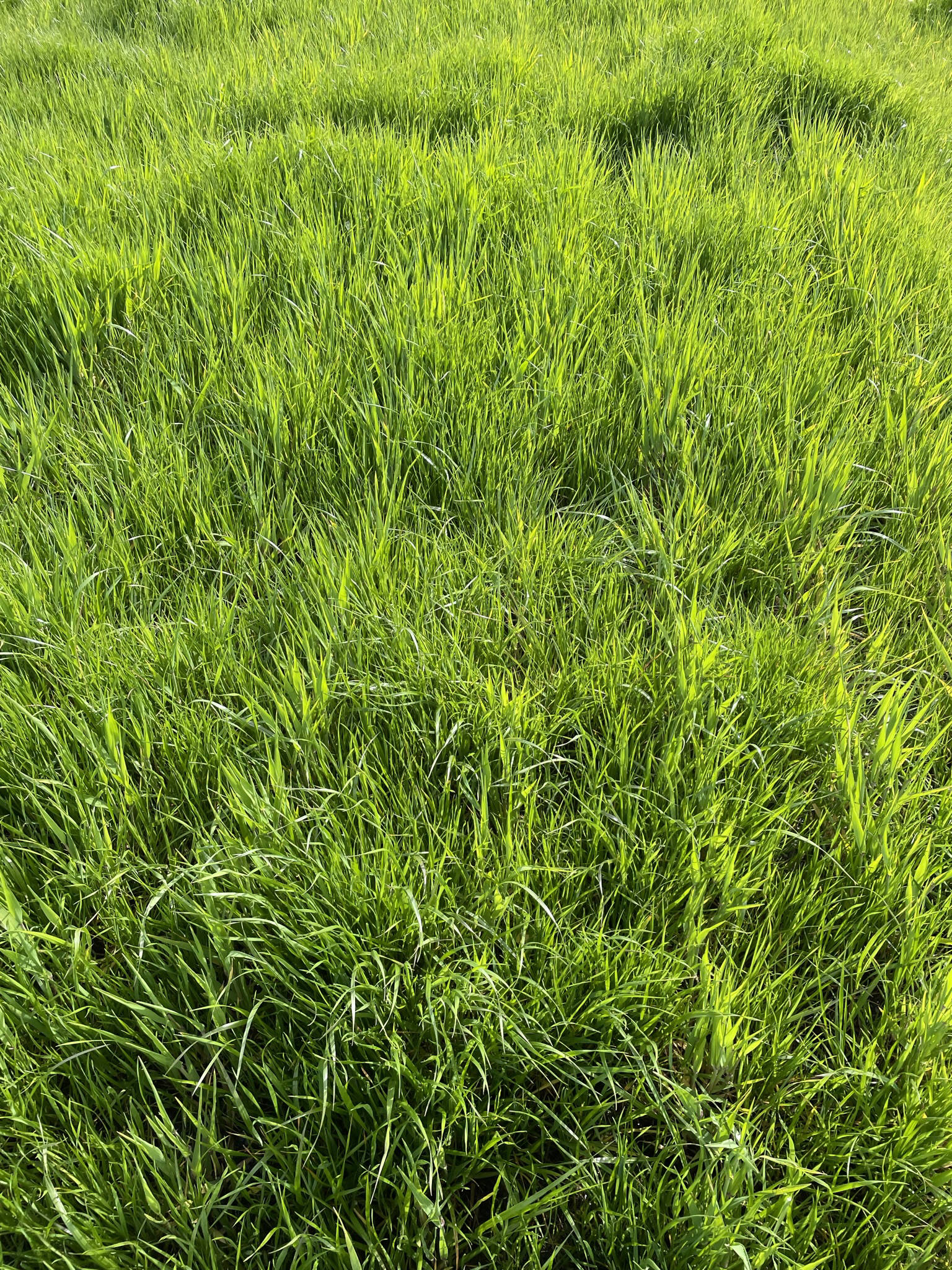 Annual ryegrass.