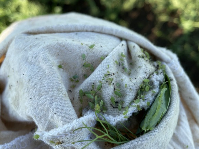 Economical levels of pea aphids in a sweep net.