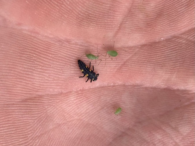 Pea aphids and a ladybug larva.