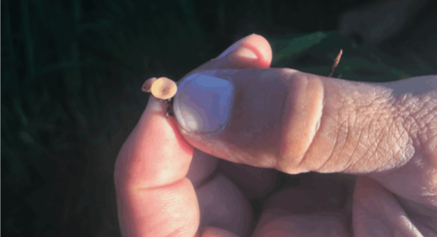 Sclerotinia