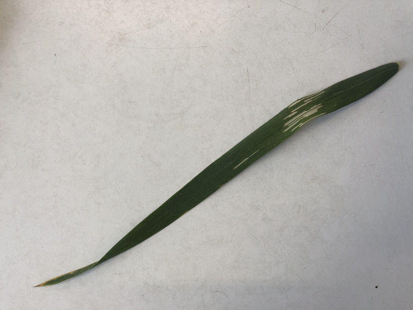 Cereal Leaf Beetle Damage