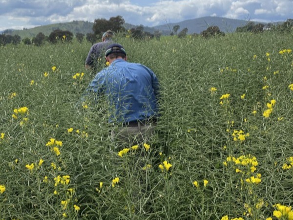 Crop biomass.