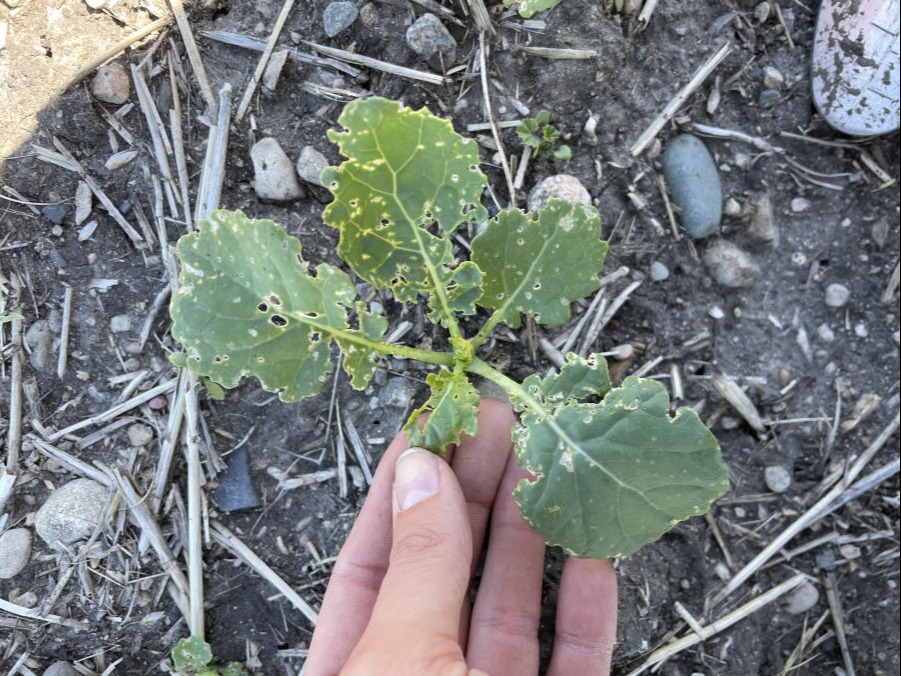 Cutworm damage.