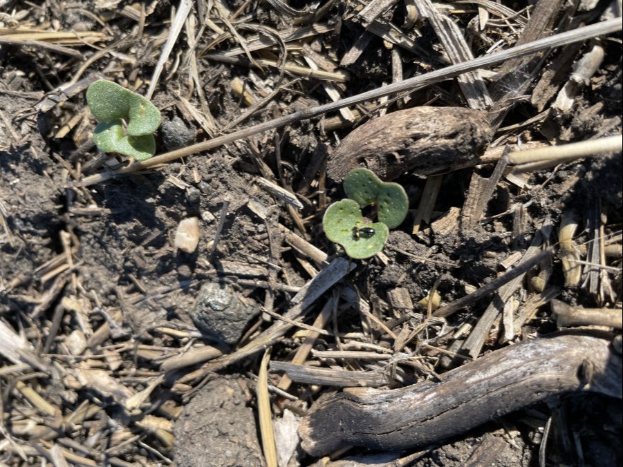 Flea beetle damage on cotyledon.
