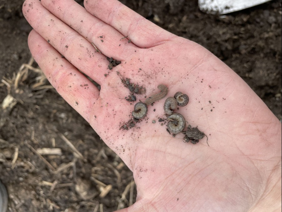 Cutworms