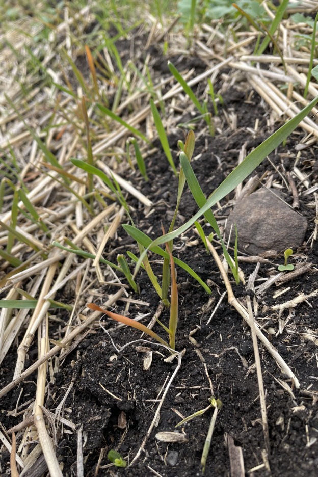 Symptoms of glyphosate