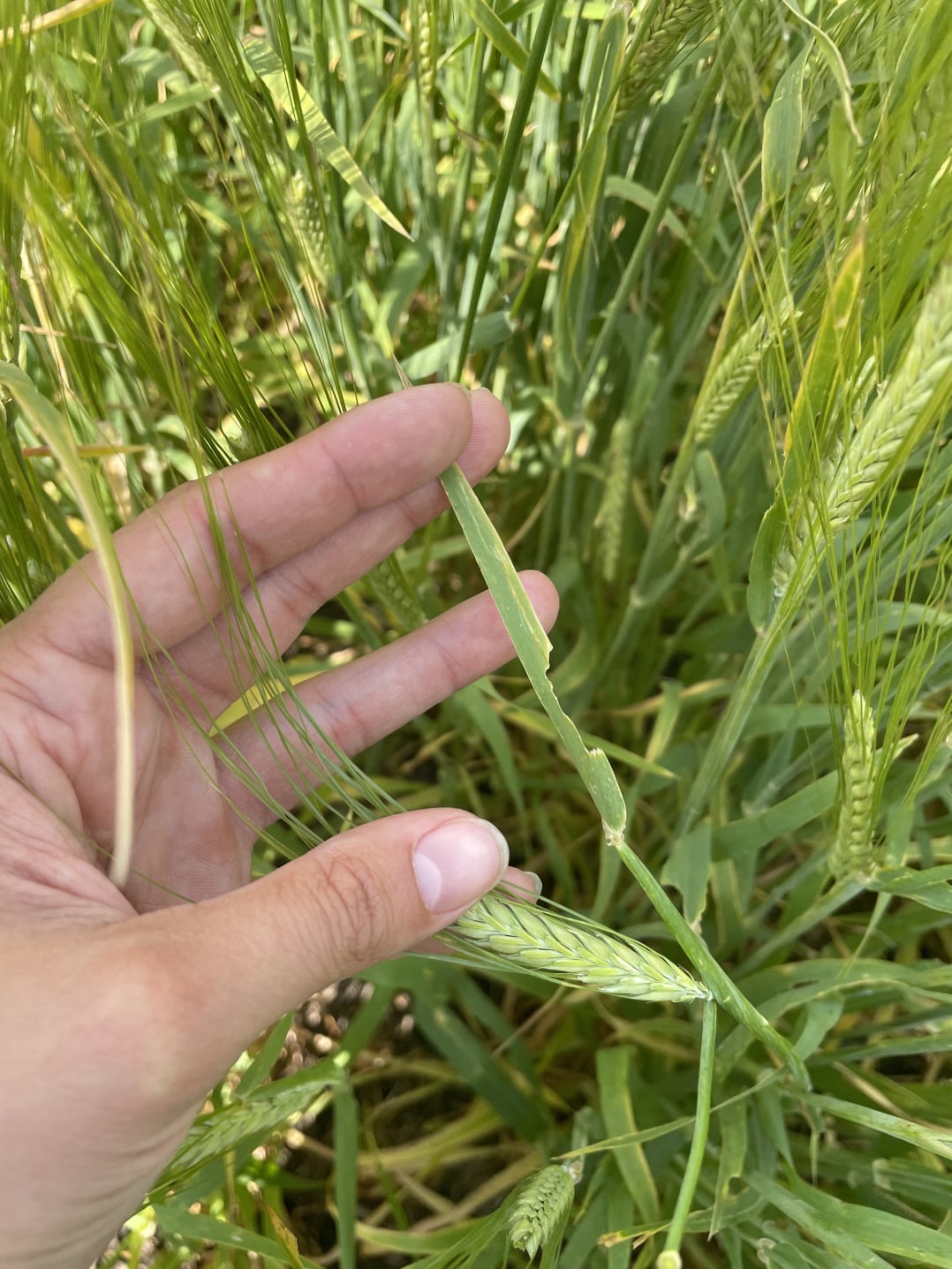 Grasshopper damage