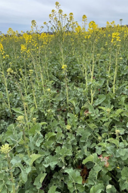 Grazing canola.
