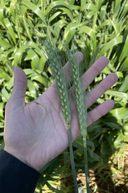 Grazing wheat.