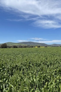 Grazing wheat.
