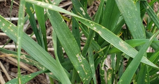 Green Grass Bug Damage