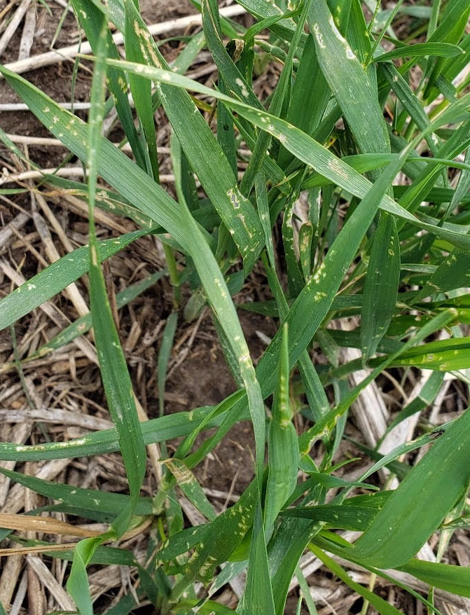 Flea Beetle