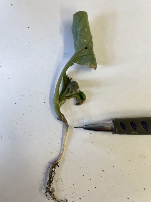Heat canker