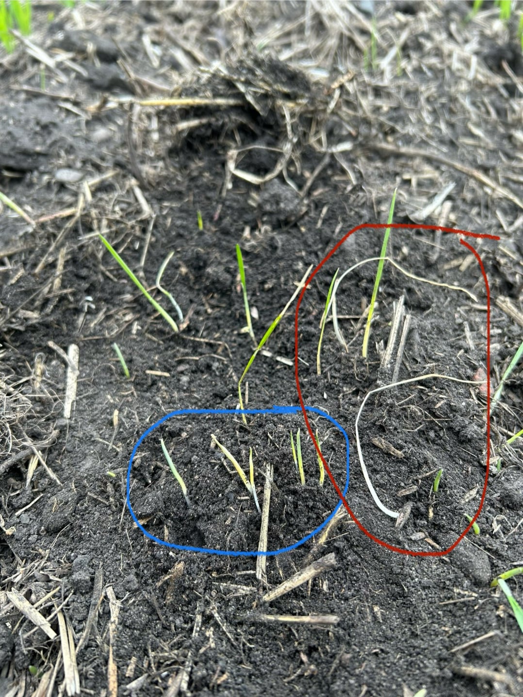 Control of 1-leaf Wild Oat with Insight in red