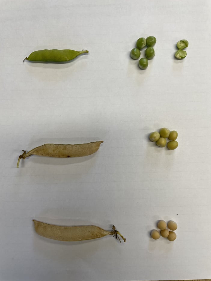 Peas
