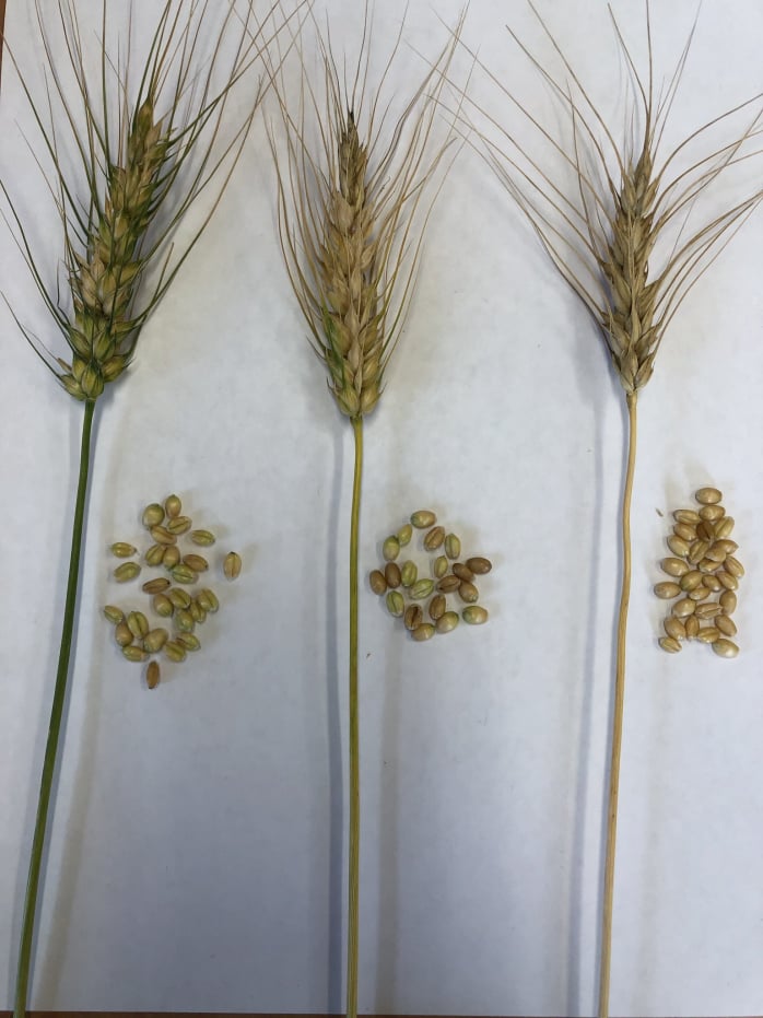 Wheat