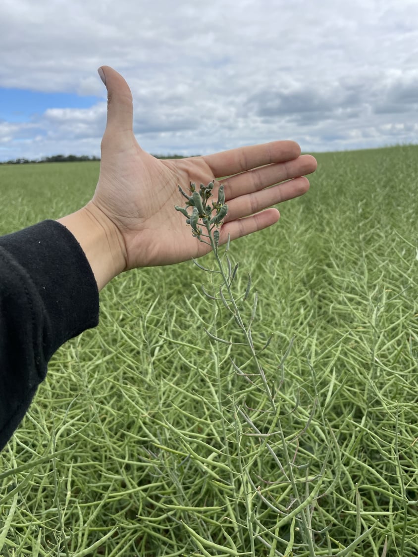Yellow aster in canola