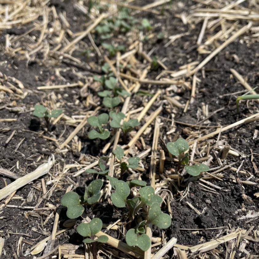 Canola Cotyledons