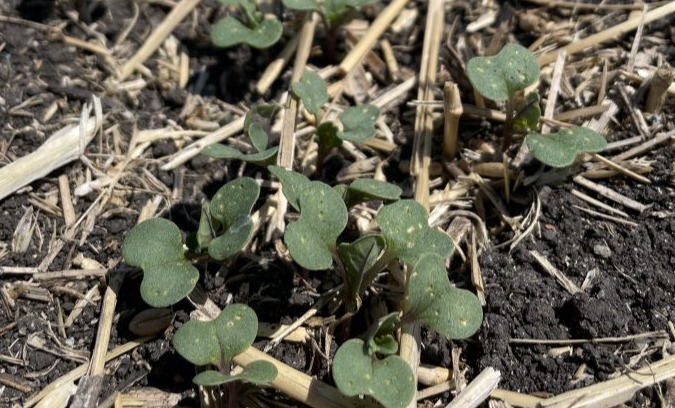  Blackleg in canola