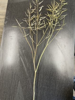 Infected plant.