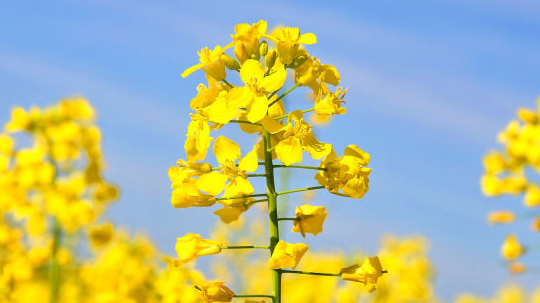 Canola Retail