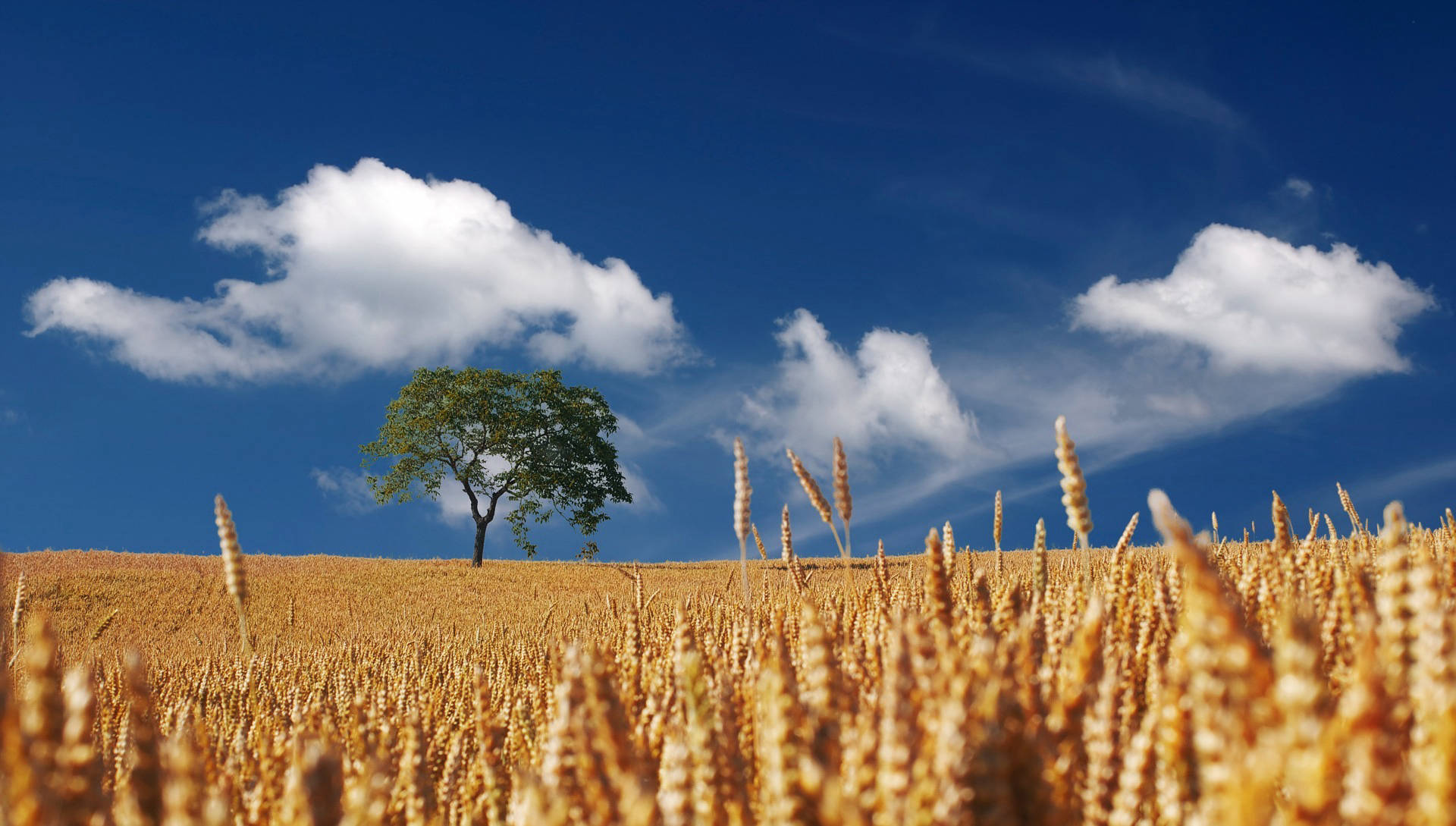  Calculating Cereal Seeding Rates & Interpreting Seed Tests