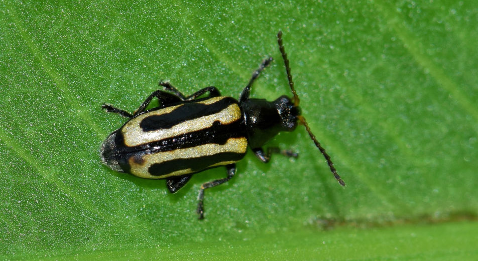 Flea Beetle