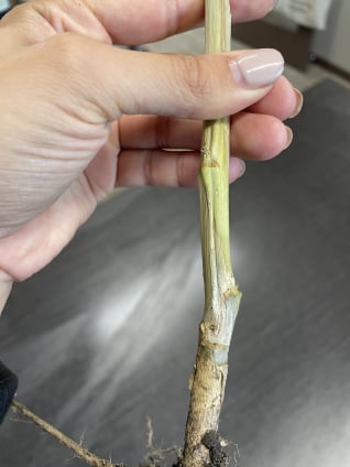 Microsclerotia
