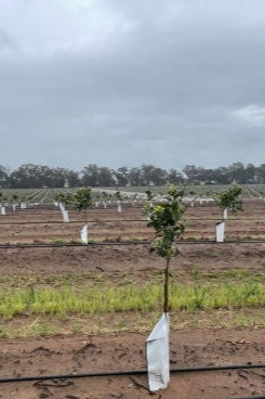 Mandarin orchard.