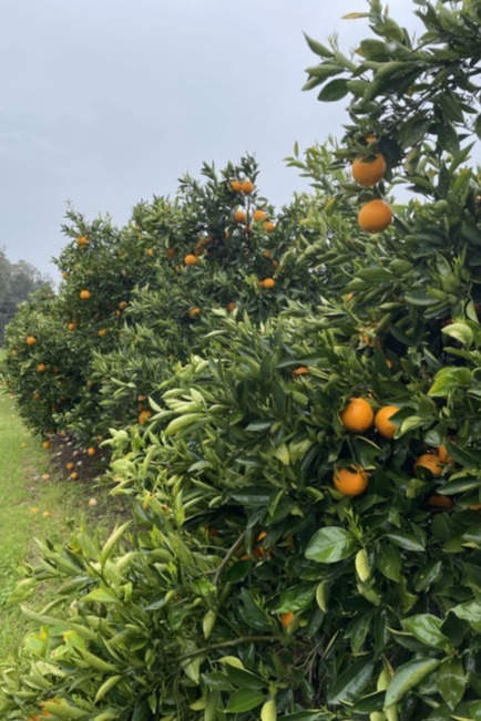 Orange orchard.