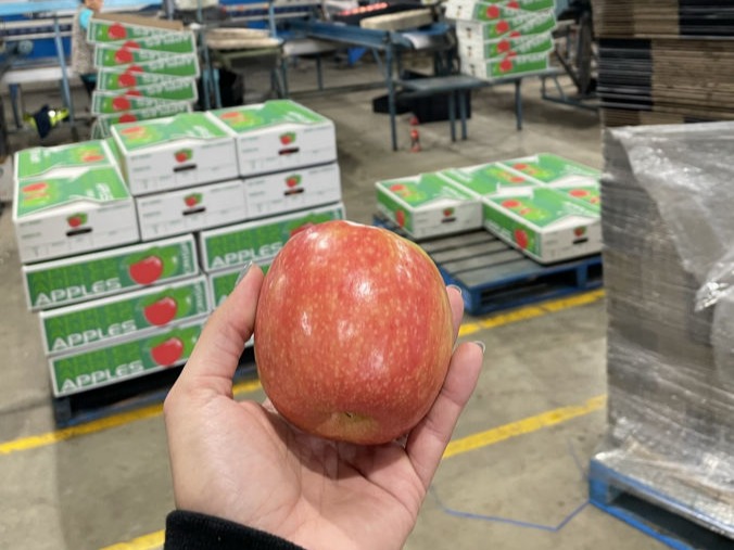 Apples ready to ship.