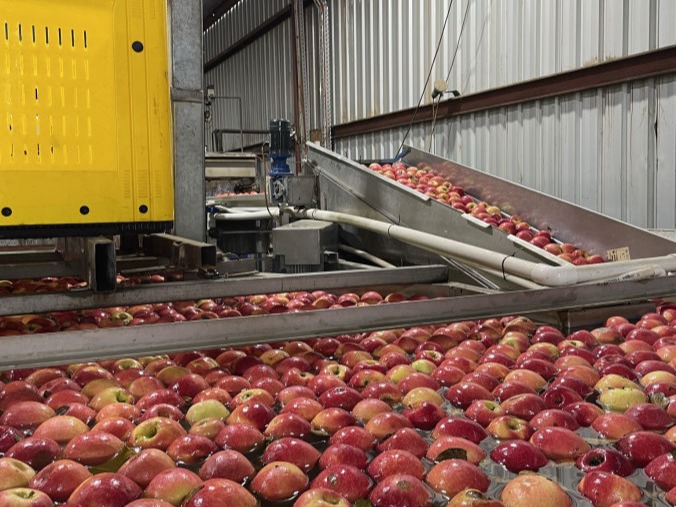 From the apple packaging plant.