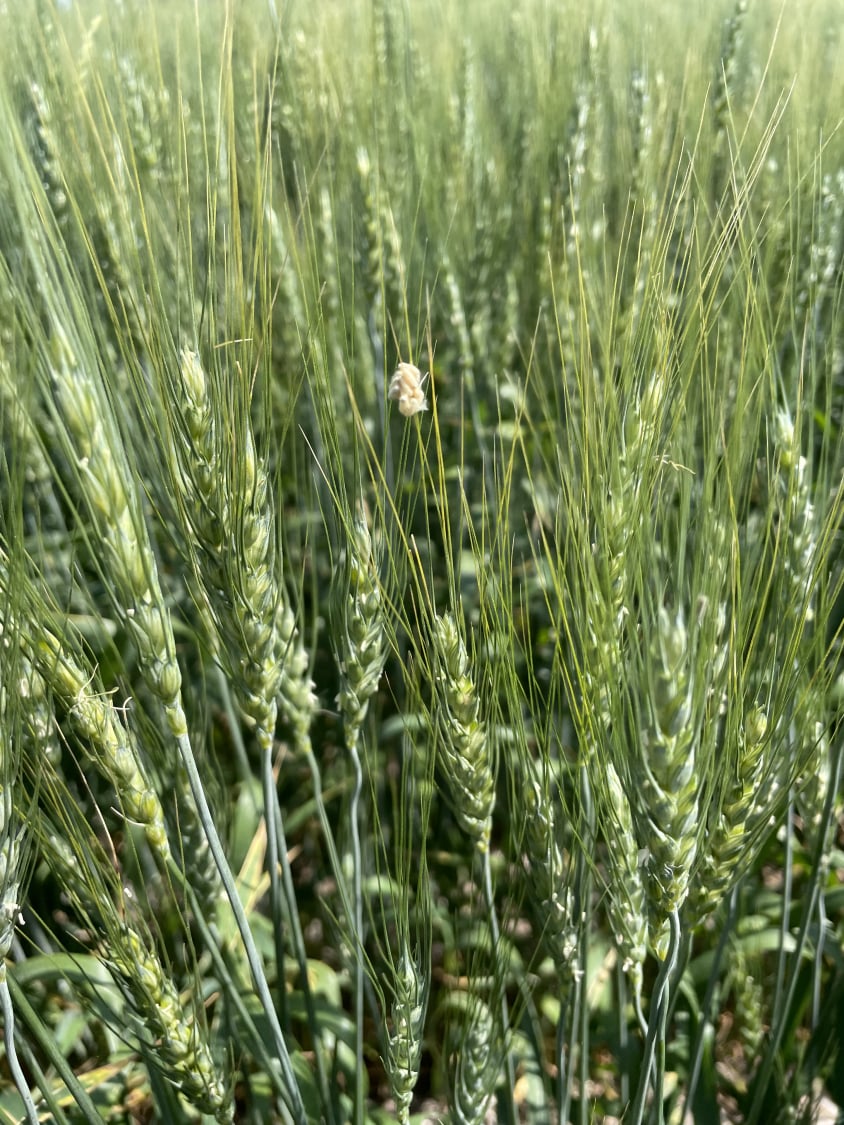 Parasoid wasp pupal clusters