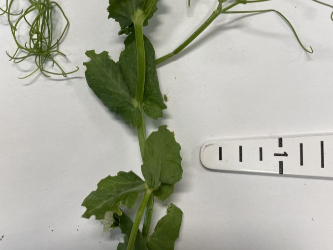 Notches in pea leaves from adult pea weevil feeding.