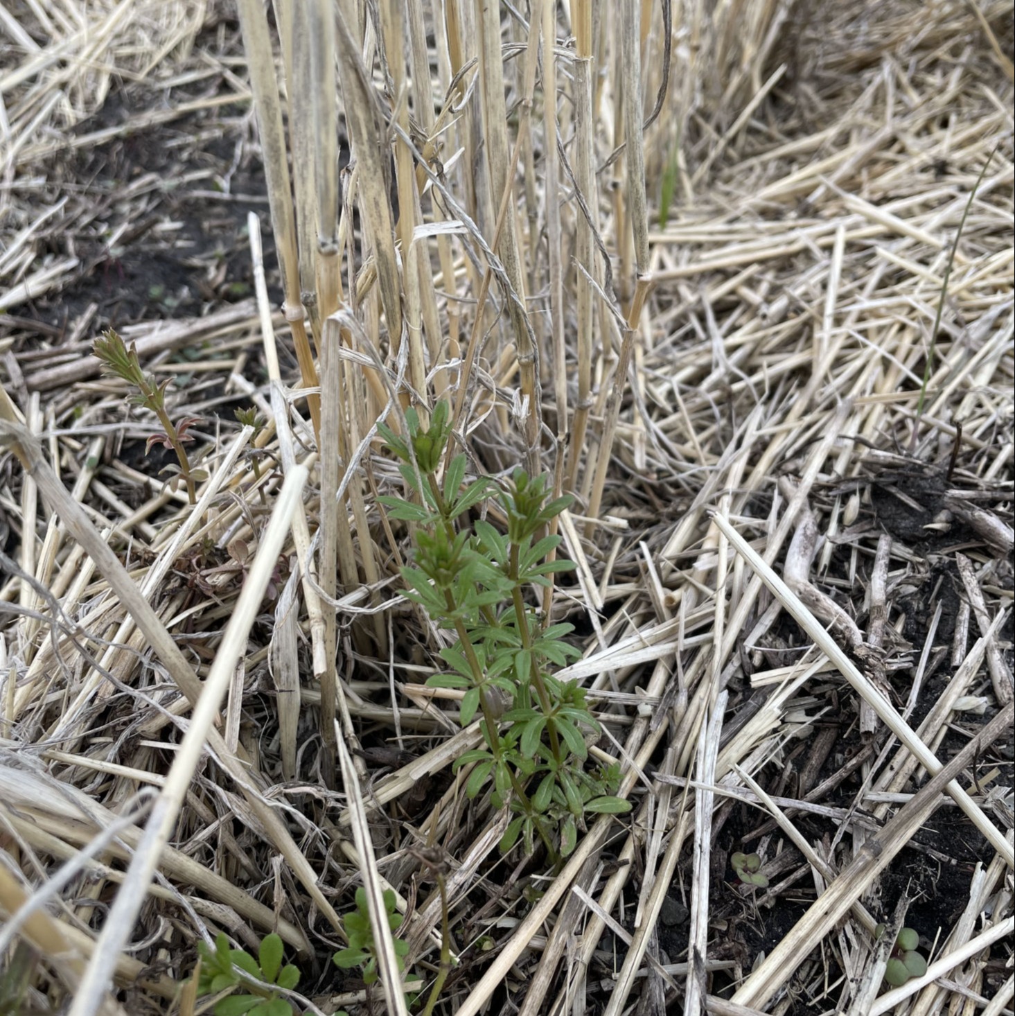 Overwintered cleaver