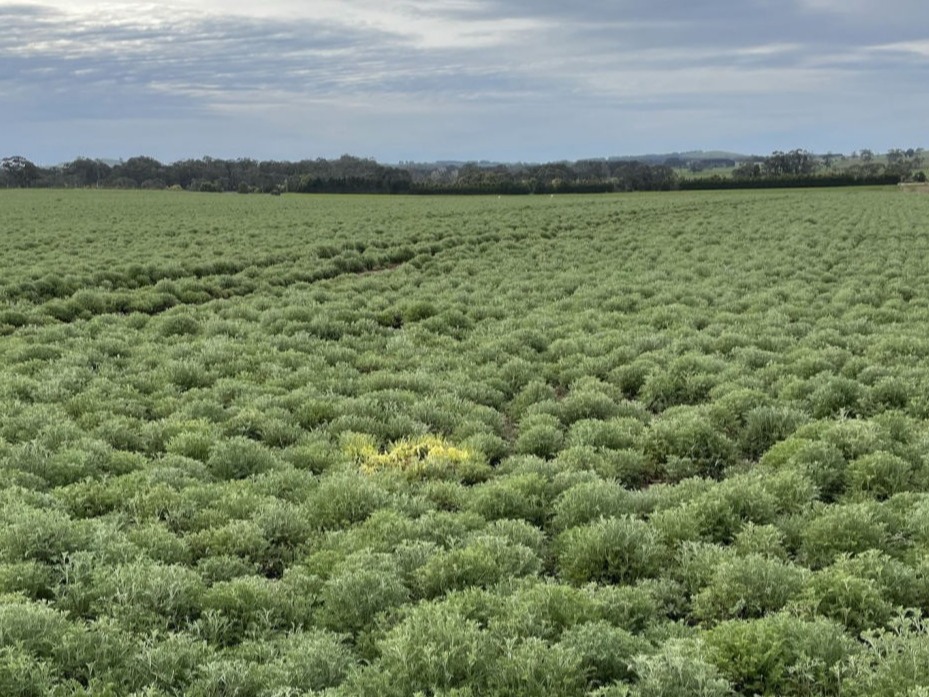 Pyrethrum.