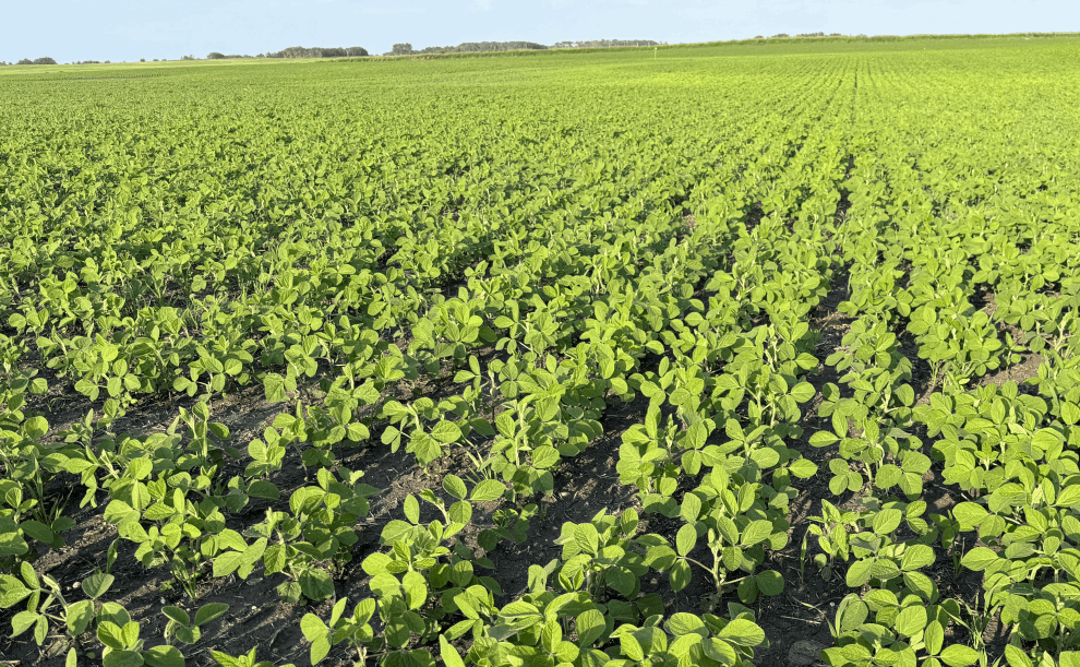 Growing Soybeans