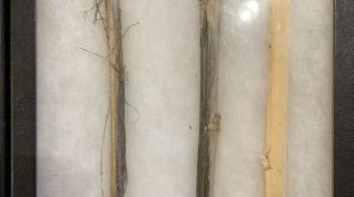 Verticillium stripe