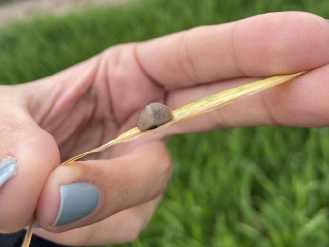 Slug