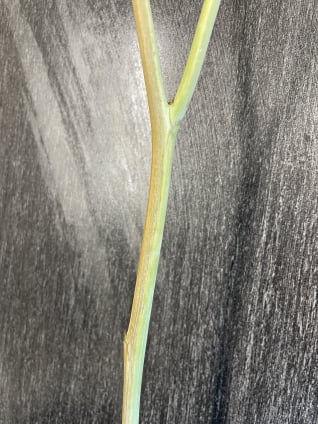 Shedding up one side of stem.