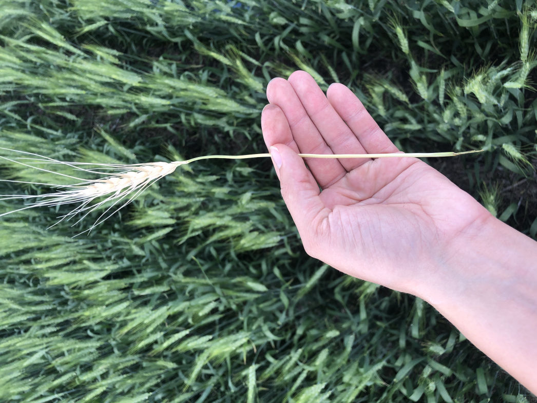 Wheat Stem Maggot Damage