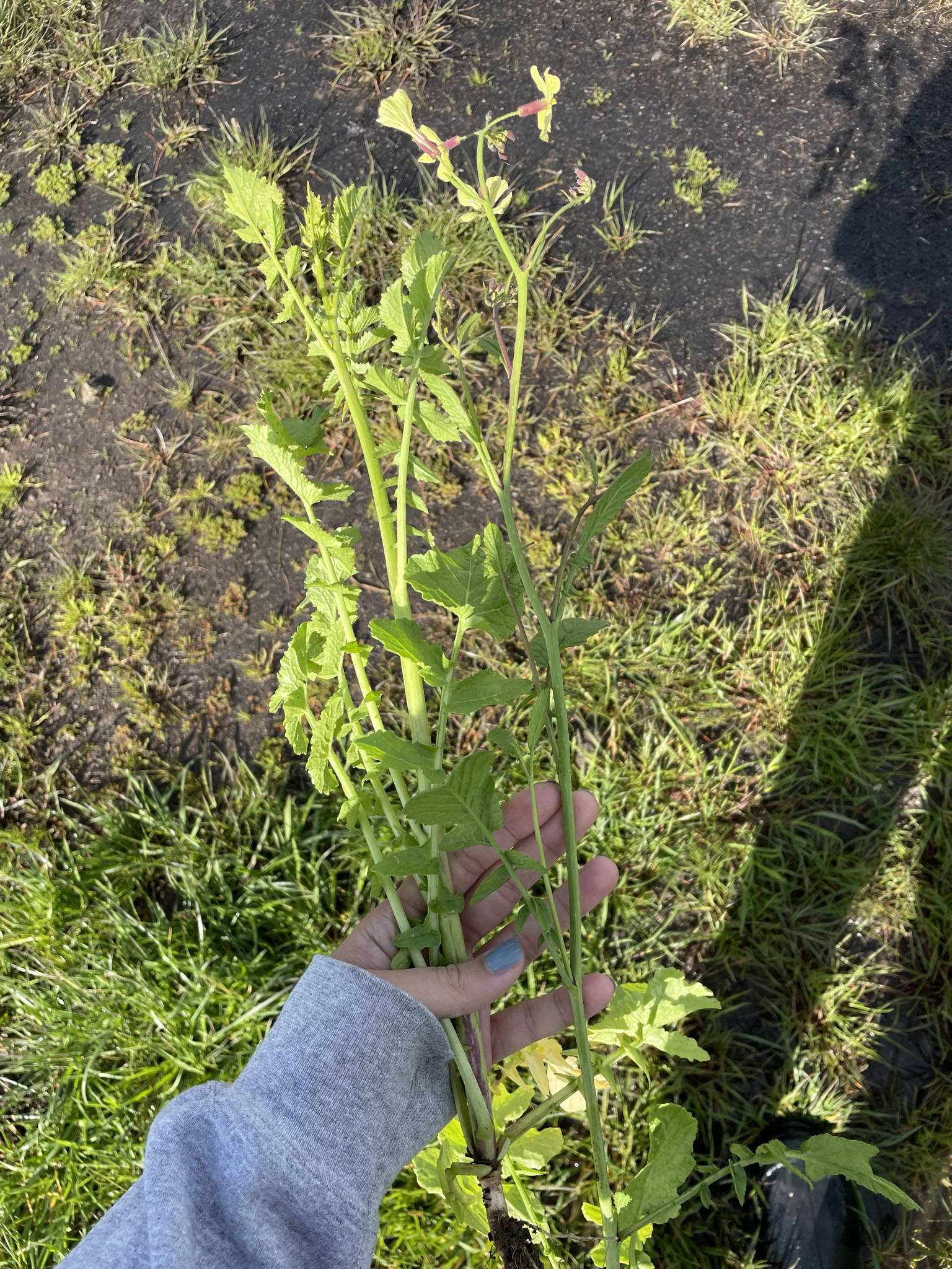 Wild radish.