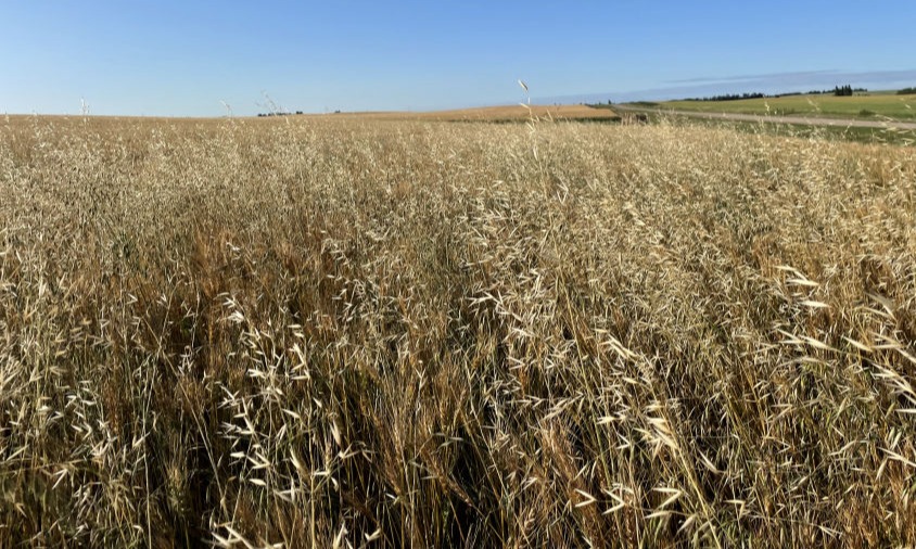 Wild oats