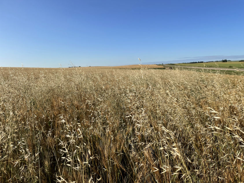 Wild oats